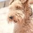 Airedale